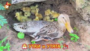 Утки с Утятами гармония во дворе 🦆🤗❣️(5)