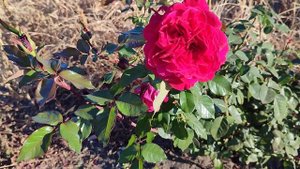 Третья волна цветения розы Бельвью🌹