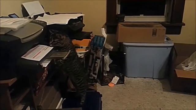 Приколы офисные кошки