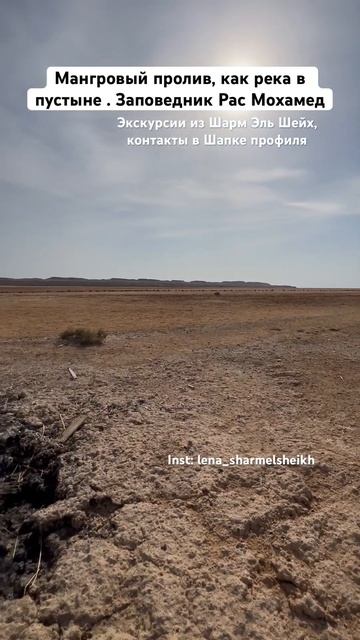 Мангровый пролив, река в пустыне . Заповедник Рас Мохамед #экскурсиившармэльшейх