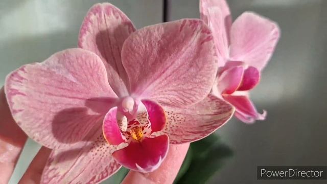 Цветение Орхидей Катрин Сара Блаш Мукалла и др. 05 февр? смотреть онлайн