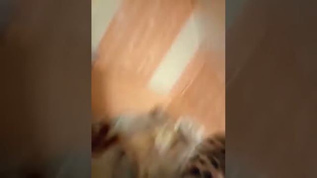 Моя любимая подруга и я! Ха ха ха! смотреть онлайн