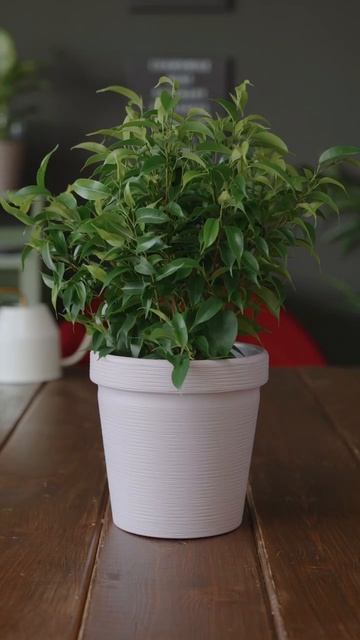 Дизайнерское кашпо «Терра» от бренда La Decoro смотреть онлайн