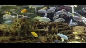 Аквариумные рыбки
