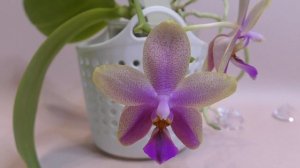 Фаленопсисы"на любителя". Всё о новелти-фаленопсисах. ?