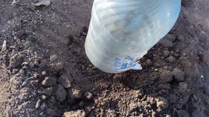 Черенкование Роз Под Зиму.