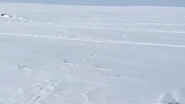 wolf hunting 2025,  охота на волка 2025, СТЕПНЫЕ ОХОТНИКИ
