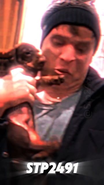 Малой ❤️ Такса смотреть онлайн