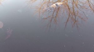 Дружба рыбы с лягушкой