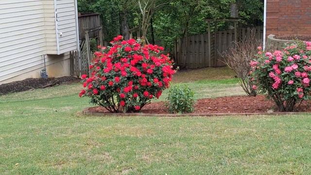 Пик Цветения Уличных Кустовых РОЗ - КРАСИВО, просто гу? смотреть онлайн