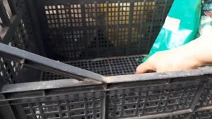 Розы, флоксы, хриз-ы, обработка после хранилища.