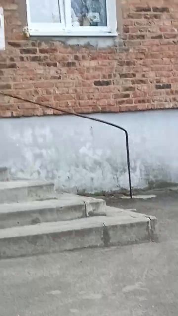 Это вам не город #собаки #puppy #animal #cute #Каменск #шахтёрск? смотреть онлайн