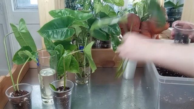 Philodendron Burle Marx посадка черенков