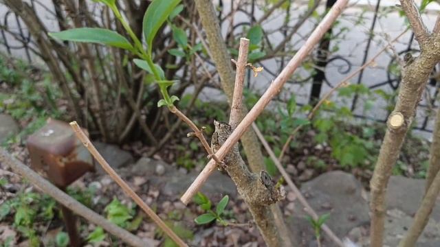 Форзиция. Всего 2 правила обрезки / Garden. Forsythia