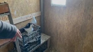3 участник соревнования🕊️ Александр. Краснодарский край. Станица Раевская