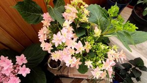 Гортензии Floria Pink и Doppio Rosa