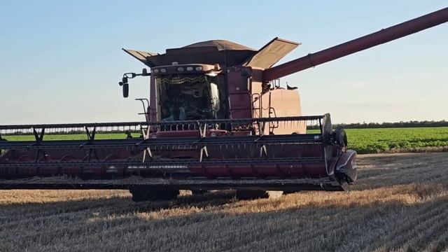 уборка оз.пшеницы. Результаты и выводы. No-till 06.07.3024