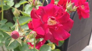 Сорт розы НОЧНАЯ СОВА - Суперэлегантный, непередоваем?