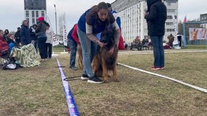 МОЛОДЫЕ КОБЕЛИ ДШ / КЧК КЕМЕРОВО 4 мая`25 И.Ширан Моно немецких овчарок