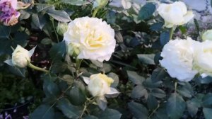 Приветы из лета 🐈⬛🌹🐈.Розы, похожие на Эшли 🌹