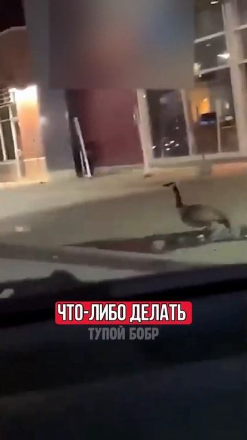 ГУСЬ ПРОУЧИЛ НАГЛОГО ПАРНЯ! смотреть онлайн