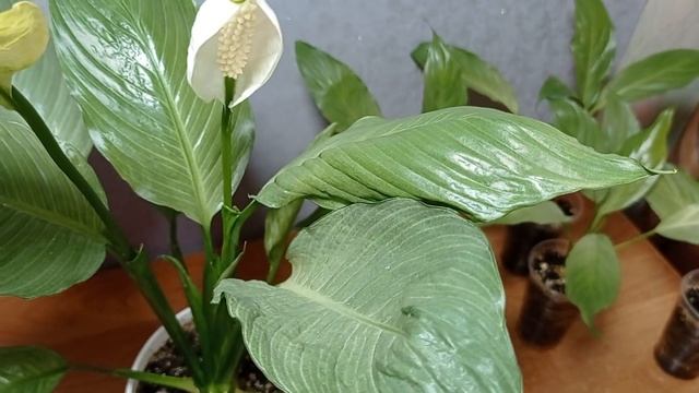 Спатифиллум Спит Милк (Spathiphyllum Spilt Milk).  26.12.24.