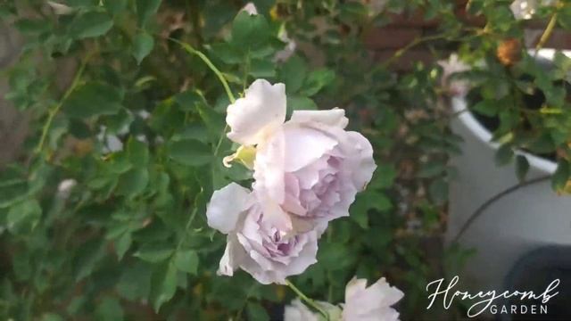 Японская роза  дома Кавамото из серии НЕБЕСА.  Люцифер смотреть онлайн