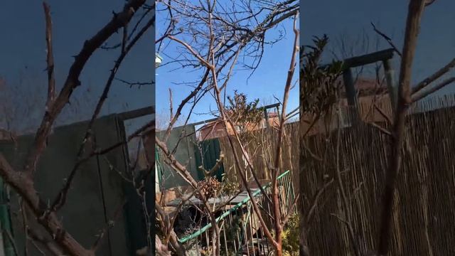 Обзор розария на 11 марта  после февральских морозов