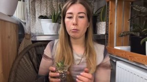 Sansevieria pinguicula - факты и обзор моих экземпляров #сансевие