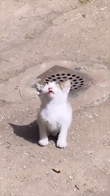 Кот лает