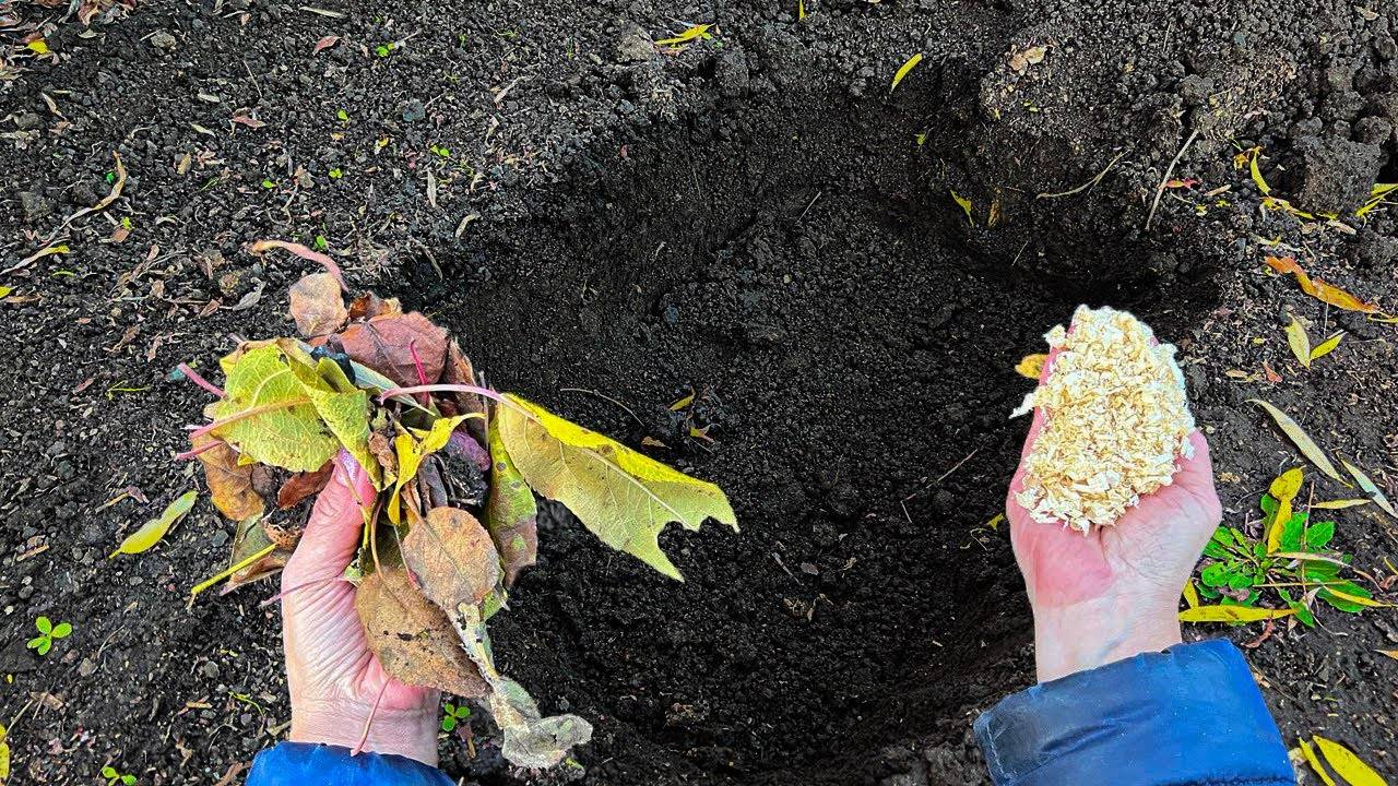 Бесплатное мощное удобрение для любых растений. Без затрат за 1 год получается альтернатива навозу