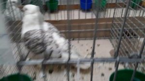 3..Выставка галубеи в Келцах Полша.Wystawa golebi w Kelcah.Balandziu paroda Kelcose.