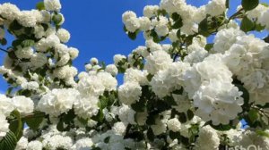 Расцвела калина  (Наташа) песня