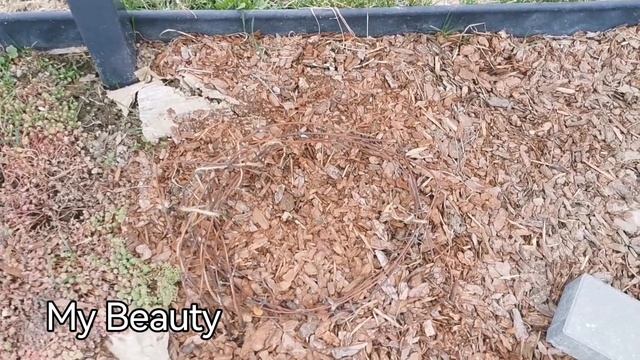 Открыла и обработала розы. Покажу как перезимовали ро? смотреть онлайн