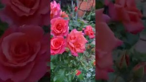 Роза Фрайзингер Моргенрёте. Хотела проститься, теперь