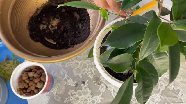 Мої фікусята. Фікус Ретуза Грин і Бенджаміна. смотреть онлайн