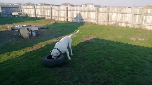 Хоган Грозный поездка  в деревню собачьи приколы