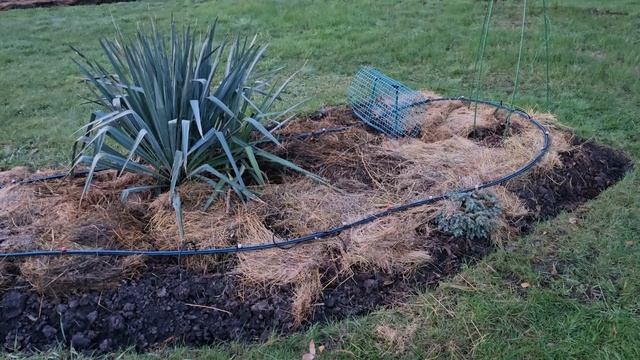 13 апреля 2025 г. Розы в саду. В этом году я сделала так смотреть онлайн