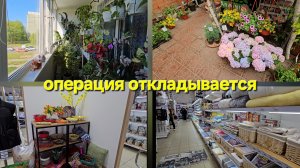 19.05.2025 г Два дня со мной/ Садовый центр/ Комнатные растения/ Товары для дома/ Когда операция?