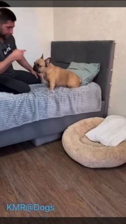 Ночь покажет, кто в доме главный😂 ( видео про собак )