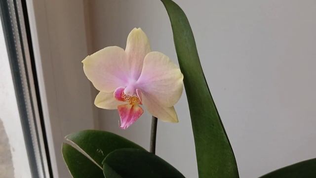 Цветение орхидеи "Сара Блаш".2025 год.🌺🌺🌺 смотреть онлайн