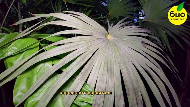 Пальмы 🌴 Как вырастить дома здоровое и крепкое расте? смотреть онлайн
