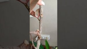 Обрезка, формирование фикуса Белиз.