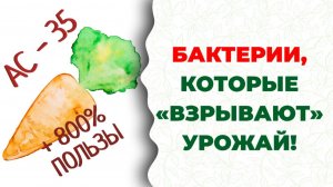 Научный секрет ОЖЗ: +800% к пользе вашей моркови