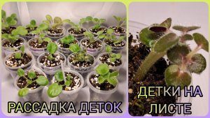 Рассадка деток фиалок. Детки на листе.
