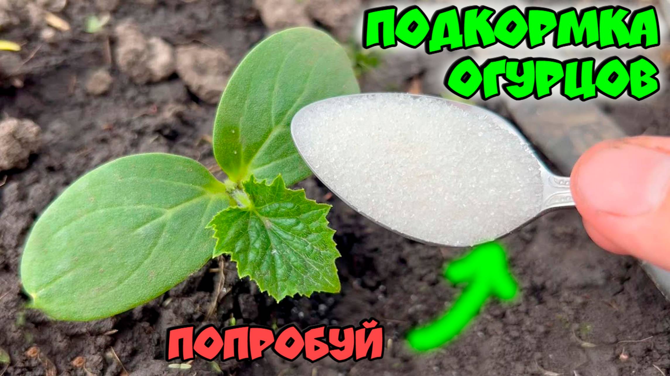 Очень важная ПОДКОРМКА ОГУРЦОВ! Сразу пойдут в рост и дадут большой урожай!