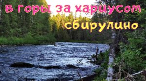 Ловля хариуса в уральских горах. Сбирулино (бомбарду). По камням и мелям за хариусом. #2