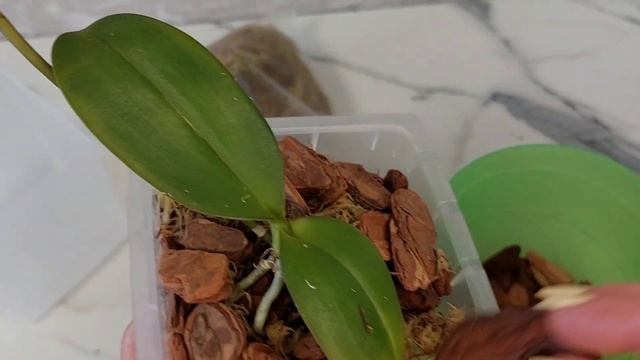 Посадка орхо малыша, новиночка в моей коллекции 💕 смотреть онлайн