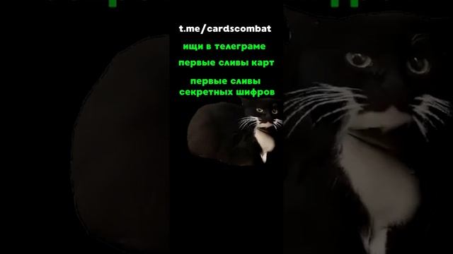 6 ИЮНЯ КОМБО КАРТ ХАМСТЕР КОМБАТ HAMSTER KOMBAT CARDS COMBAT смотреть онлайн