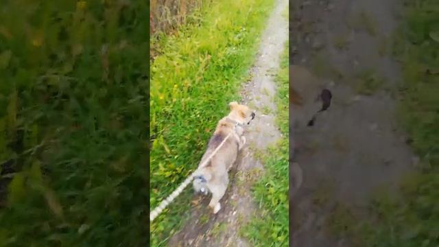 ВИДЕО ПРО КИРУ 💓ОНА БУДЕТ ЖИТЬ ДОЛГО И СЧАСТЛИВО 💓💓 смотреть онлайн